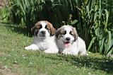 SAINT BERNARD 046